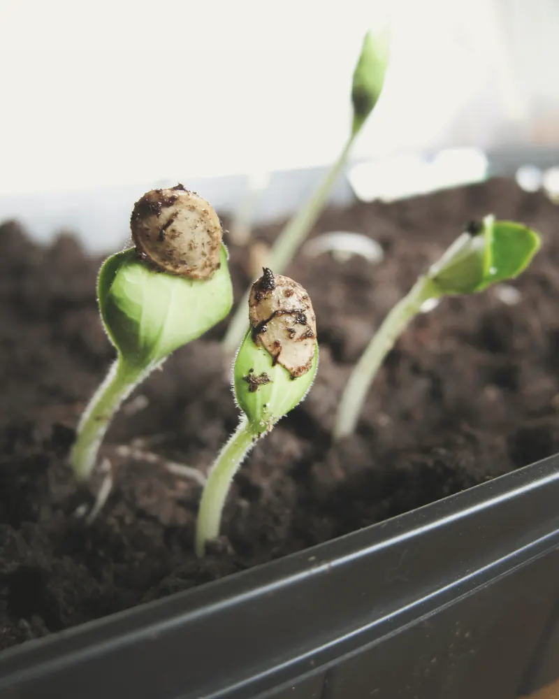 Sementes brotando na terra, com as primeiras folhas se abrindo.