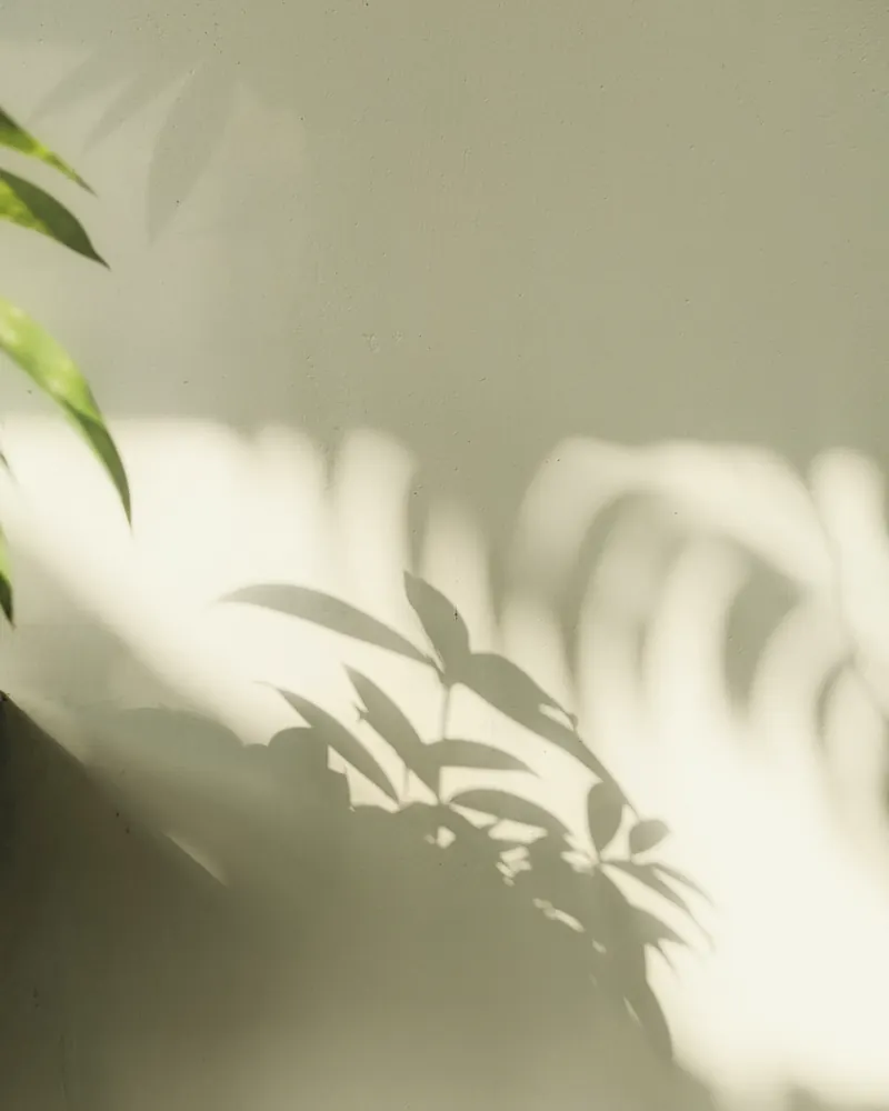 A sombra de uma planta desenhada pela luz numa parede clara.